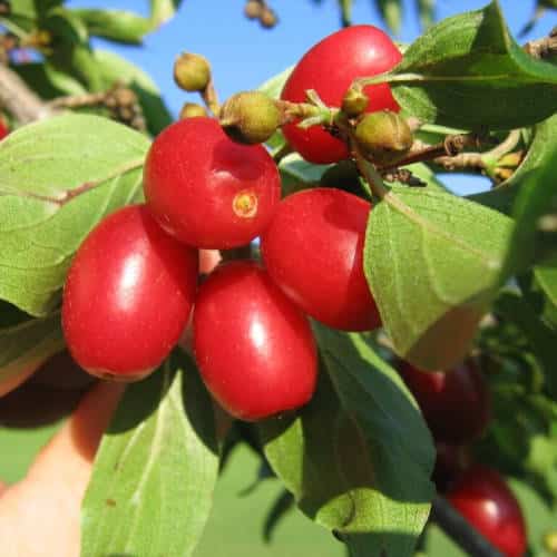 regionale Dirndlverkostung