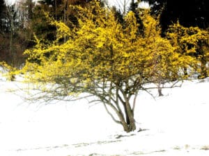 Dirndlbaum Mohrigraben in der Dirndlblüte