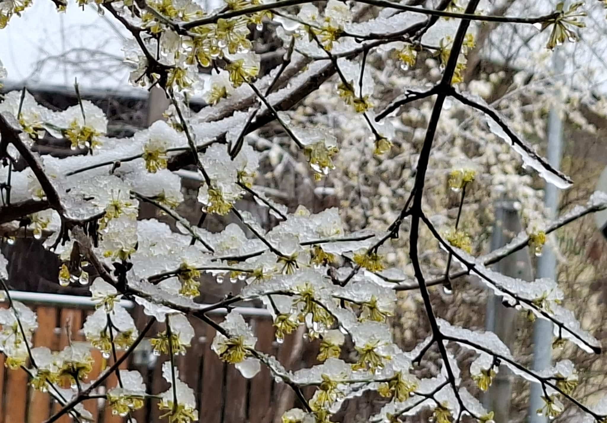 Dirndblüte mit Schnee