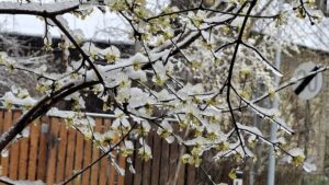 Verlängerung der Dirndlblüte