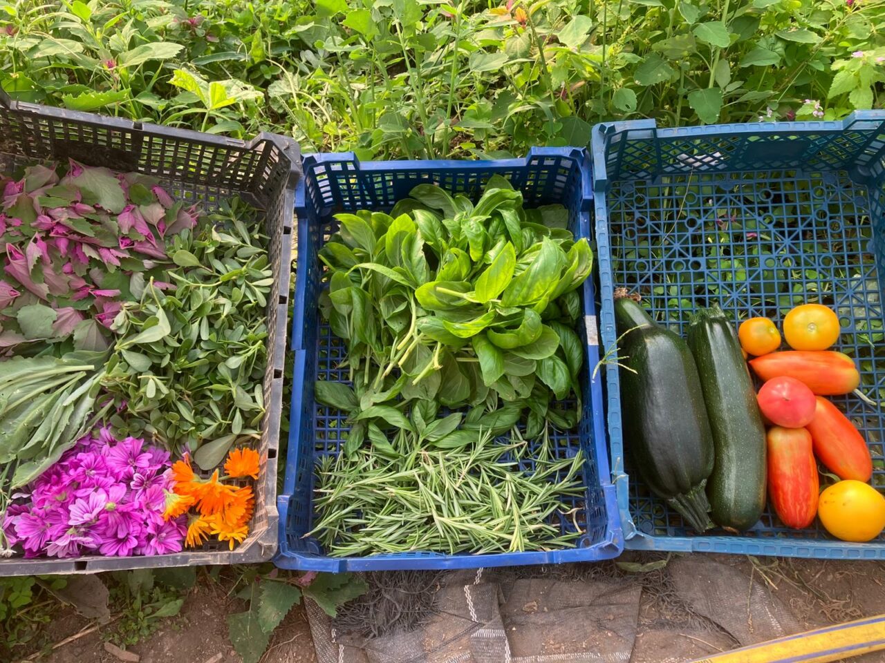 Farm-to-Table: Ernte eines Tages im Überblick