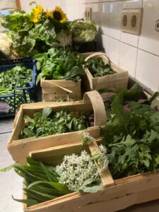 Gesammelte Ernte aus dem Garten in der Küche