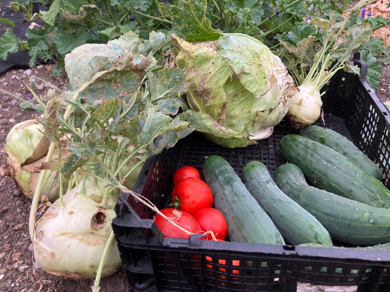 Kohlrabi, Spitzkraut, Paradeiser, Gurke