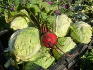 Kraut und Rüben aus dem Erntegarten