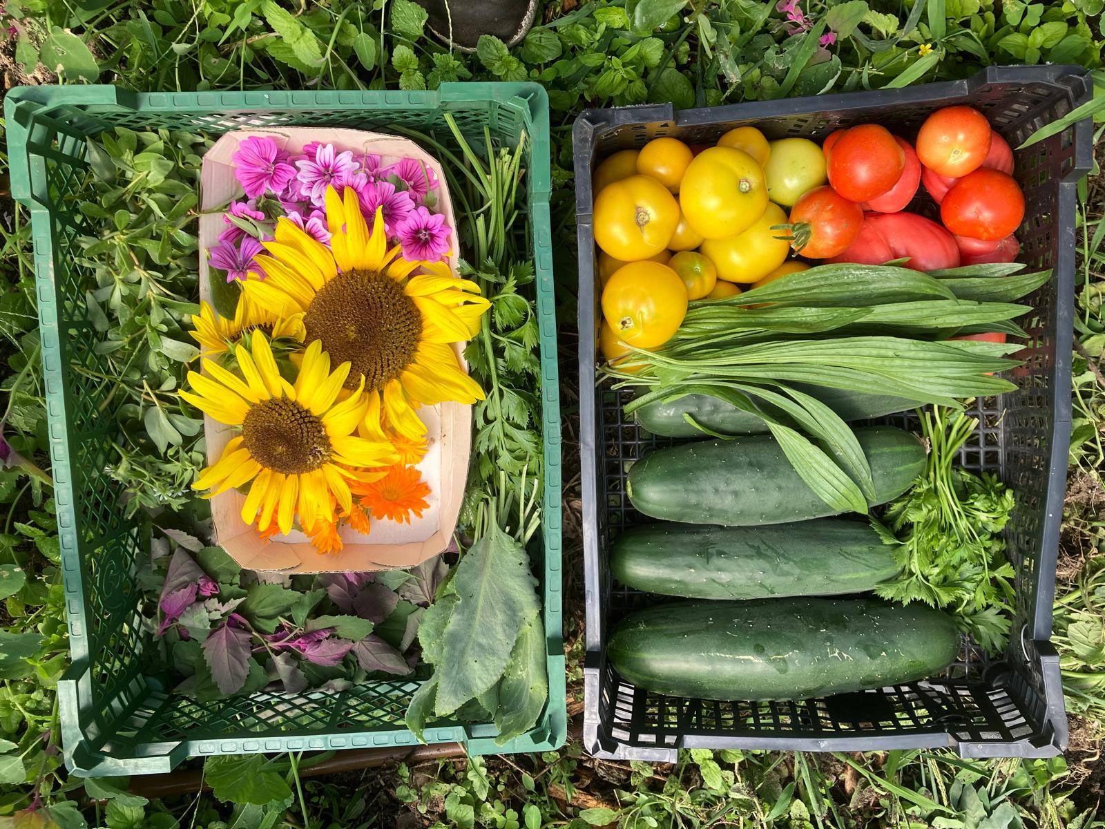 Sonnenblumen, Paradeiser, Gurken, Tomaten