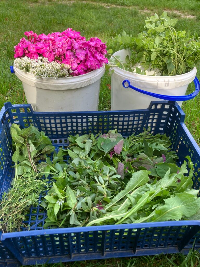Thymian, Basilikum, Melde als Wildkräurer-Salat Zutaten im recycleten Kübel