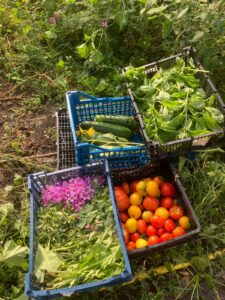 Zucchini, Gurken, Paradeiser