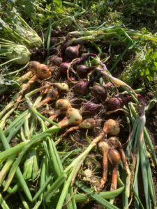 Zwiebel aus dem Naturgarten